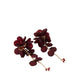 Chicfloral Women's Earrings - Bordo